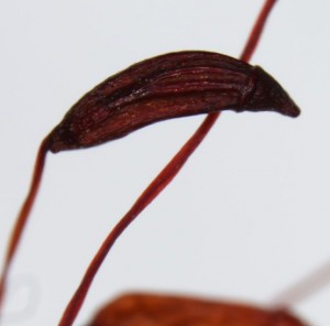Ceratodon purpureus sporangium
