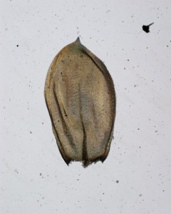 Pseudoscleropodium purum branch leaf
