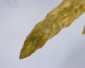 Pseudoscleropodium purum shoot tip, moist