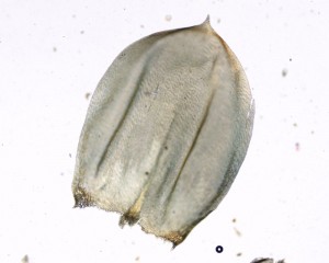 Pseudoscleropodium purum stem leaf