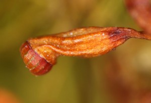 Dicranella heteromalla sporangium