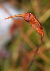 Dicranella heteromalla sporangium with operculum