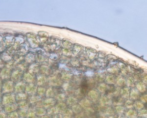 Fissidens crispus leaf margin
