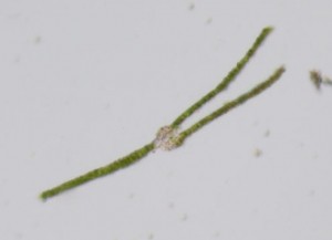 Fissidens crispus leaf x-section