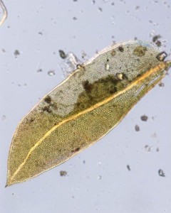 Fissidens crispus leaf