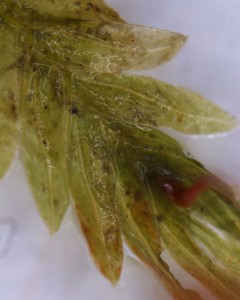 Fissidens crispus shoot, moist
