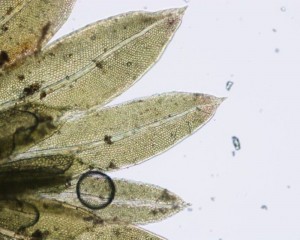 Fissidens crispus leaves, moist