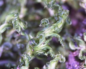 Fissidens crispus shoots, dry