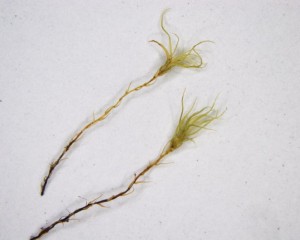 Leptobryum pyriforme shoots (moist)