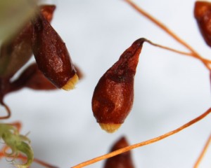 Leptobryum pyriforme sporangia