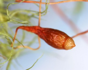 Leptobryum pyriforme sporangium with operculum