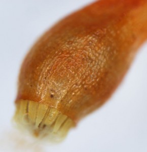 Leptobryum pyriforme sporangium with peristome teeth