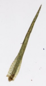 Leptobryum pyriforme stem leaf