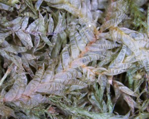 Neckera douglasii leaves