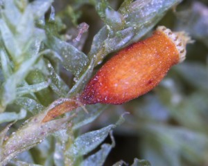 Neckera douglasii sporangium