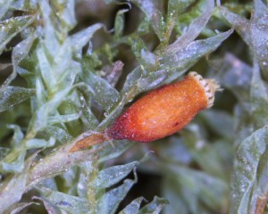 Neckera douglasii sporangium