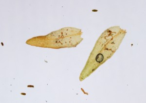 Orthotrichum obtusifolium leaves