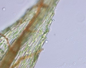 Pohlia annotina upper leaf margins