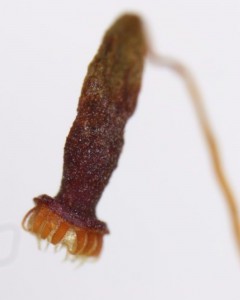 Pohlia annotina sporangium