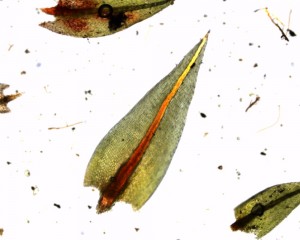 Pohlia nutans leaf
