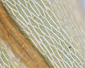 Pohlia nutans leaf cells