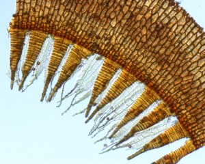 Pohlia nutans peristome teeth