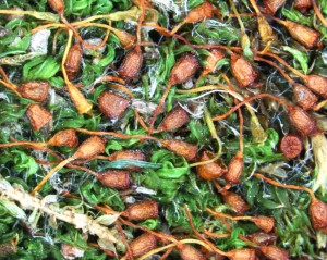 Pottia truncata, dried plants