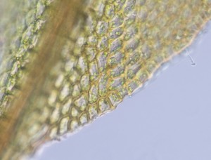Pottia truncata leaf margin