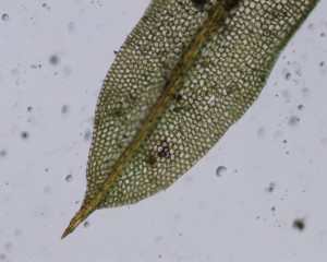 Pottia truncata leaf