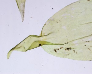 Rhytidiopsis robusta stem leaf distal