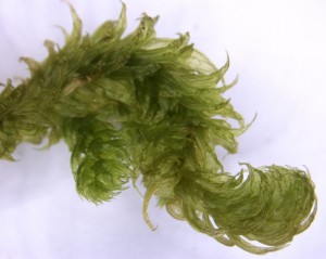 Rhytidiopsis robusta