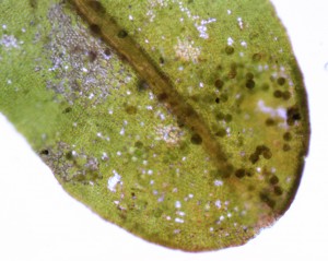 Syntrichia latifolia with gemmae