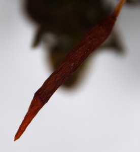 Syntrichia latifolia sporangium