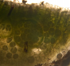 Not the greatest picture, but shows the tetrads of spores (meiotic products)