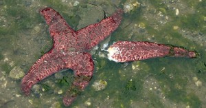 An ochre sea star with wasting disease https://www.google.ca/search?q=seas+star+wasting+disease&client=safari&rls=en&biw=1280&bih=607&tbm=isch&source=lnms&sa=X&ved=0CAcQ_AUoAmoVChMI9JPU1fDCyAIVxSyICh33oA5_#tbm=isch&q=sea+str+wasting+disease&imgrc=j95-H5a4UP02hM%3A