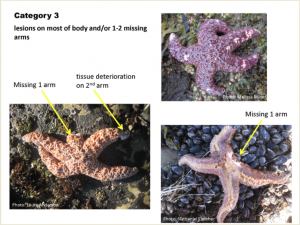 Category 3 Diseased Sea Star