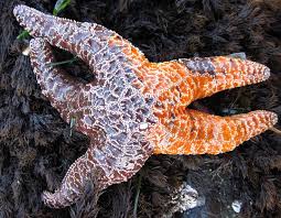 Pisaster ochraceus with SSaDV http://www.natureworldnews.com/articles/4749/20131104/disease-causes-starfish-lose-arms-dissolve-white-blobs-goo-video.htm