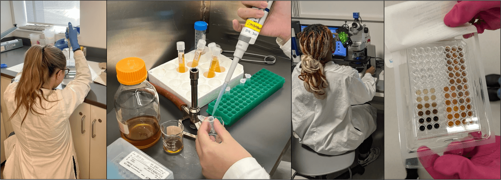 Images of a student pipetting; student working under a hood; student looking at cells under a microscope, and a student holding a microassay plate