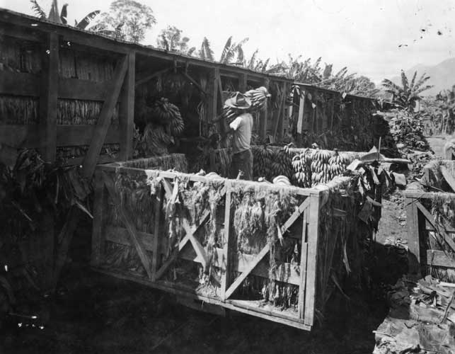 Man carrying a bunch of banana over shoulder onto railcart. Banana palms are seen peeking out above the rail cart.