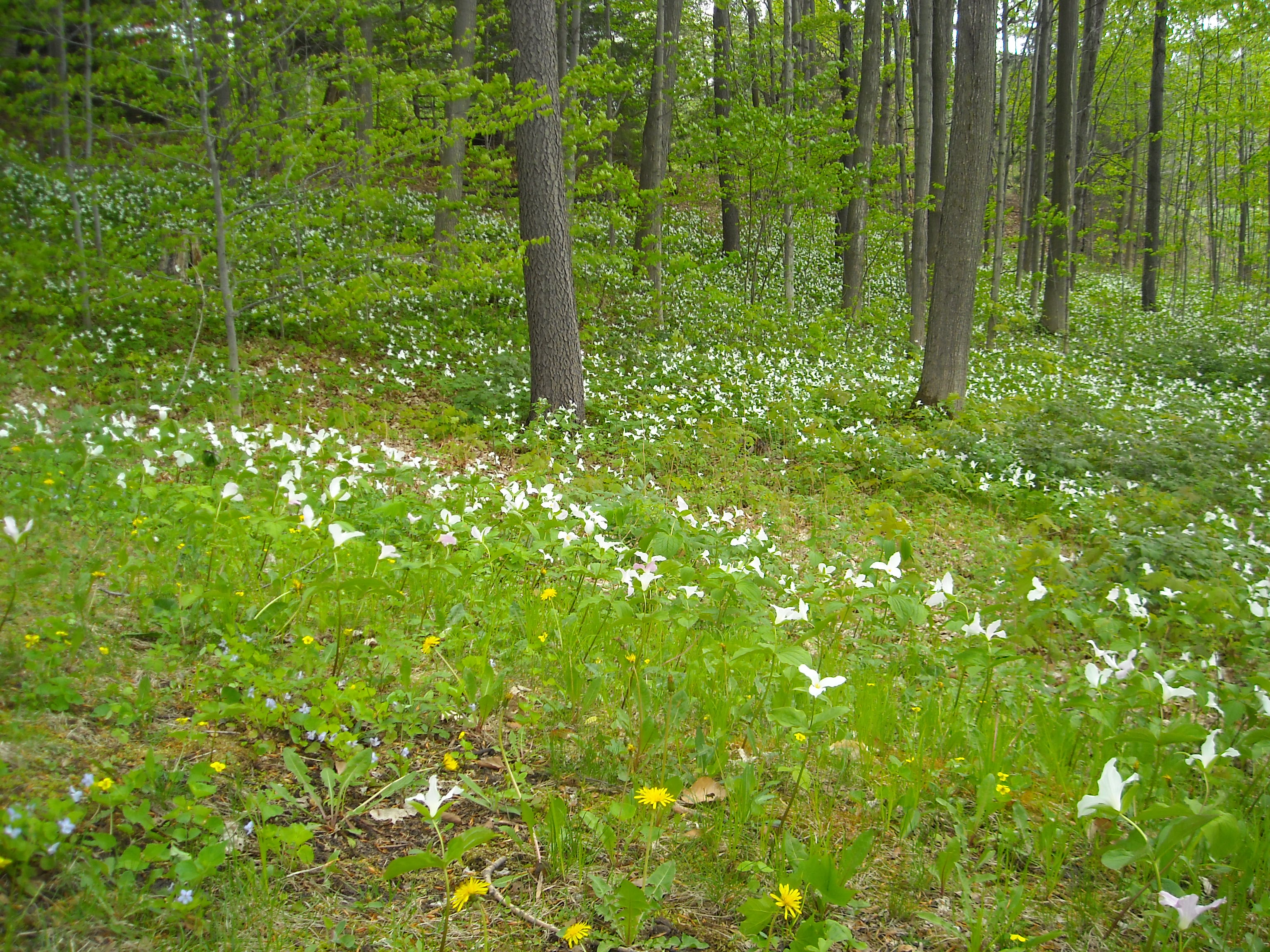 forest floor trilliums