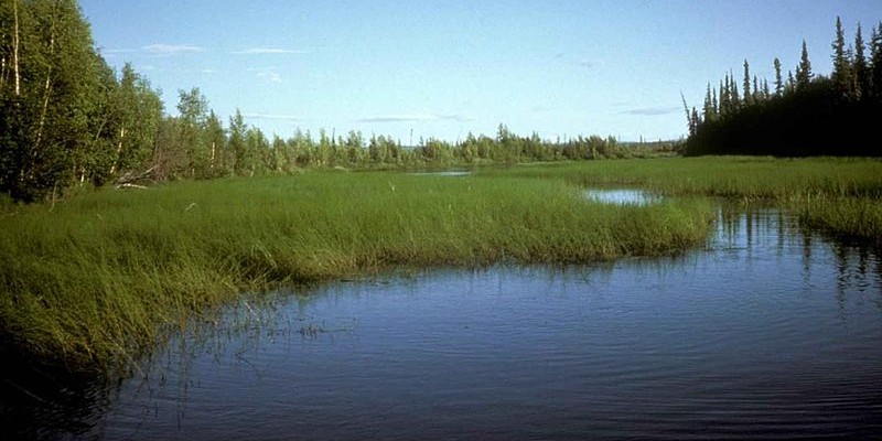 Swampy grass and blue water