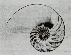 Nautilus Shell