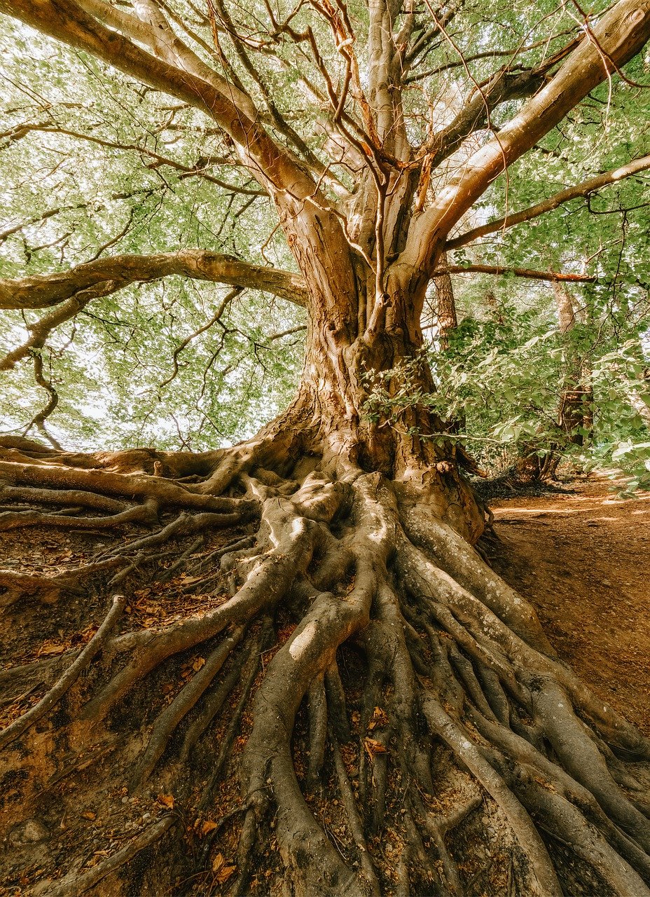 Tree with roots entangled in the ground and each other, and leafy branches entangled with each other