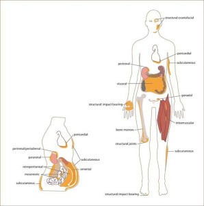 596px-White_adipose_distribution_in_the_body.