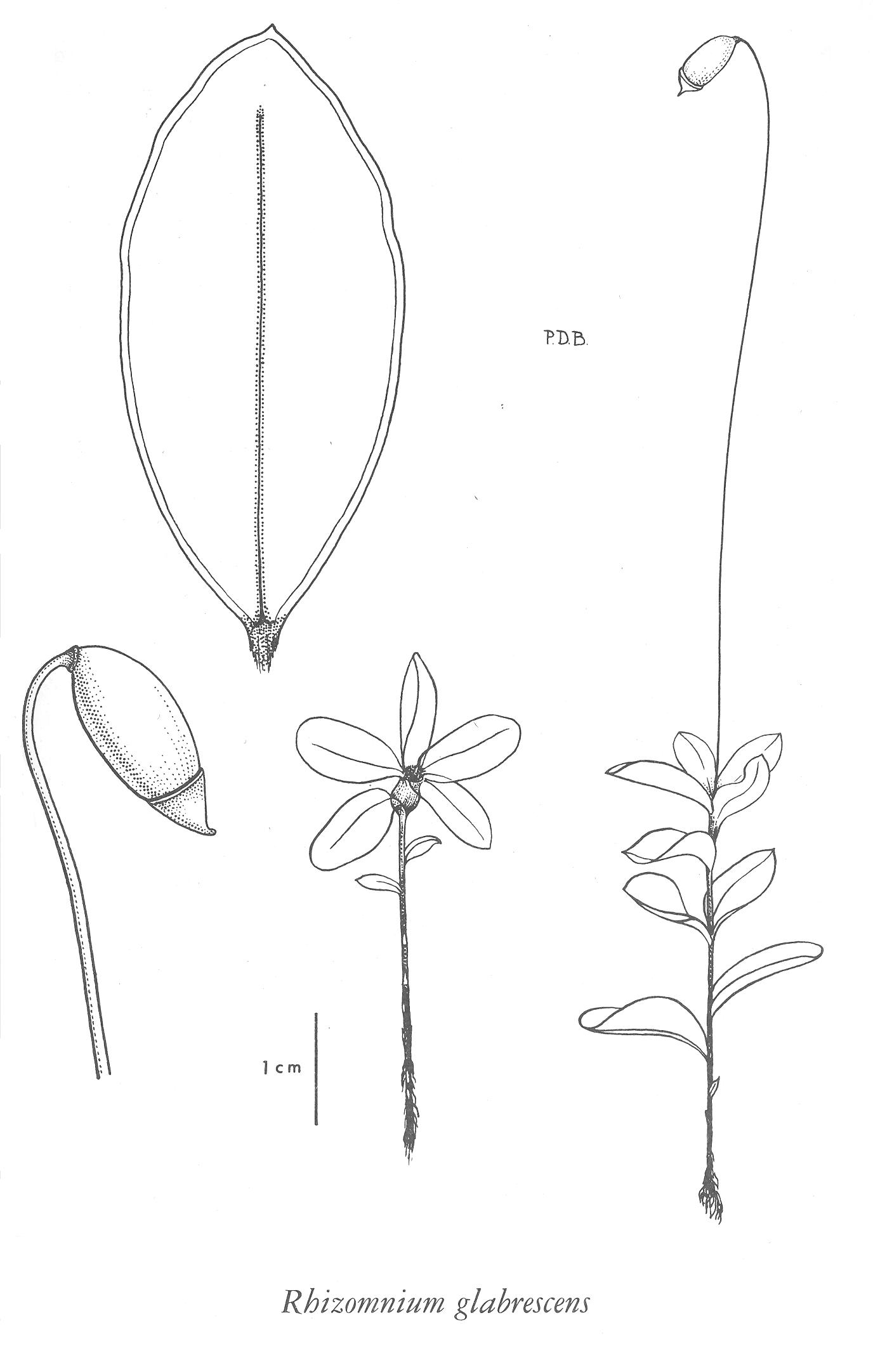 Botanical Drawing