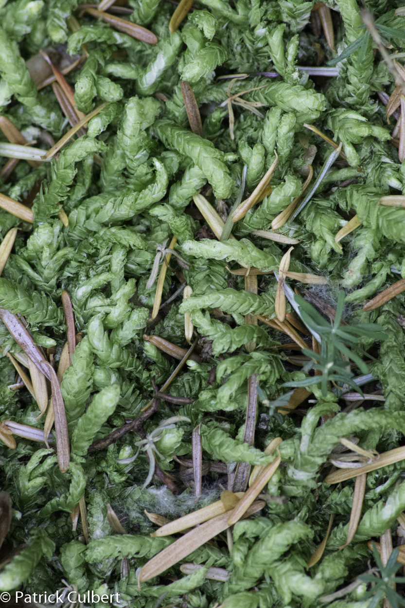 Live Moss Waved Silk-moss/wavy-leaved Cotton Moss -  in 2023