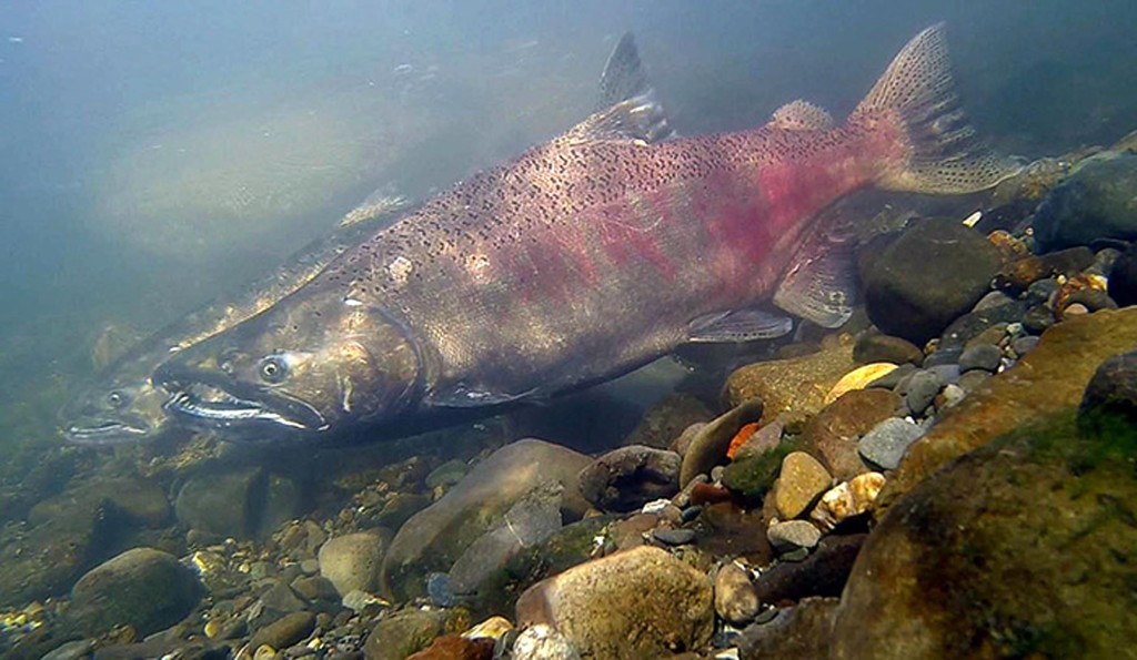 These chinook salmon getting ready to spawn will eventually provide nutrients to the entire ecosystem. (The Davis Enterprise/Ken W. Davis)
