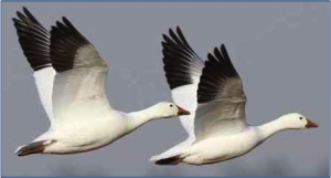 snow geese image