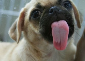 cute-pug-puppy-tongue