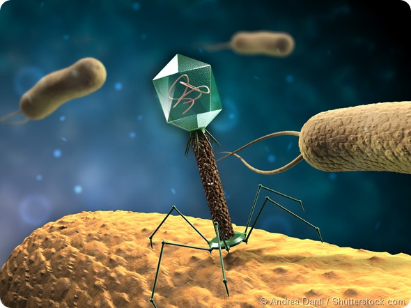 Bacteriophage attached itself to the bacteria before releasing its DNA inside. 